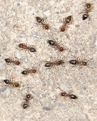 ants on the ground. close-up