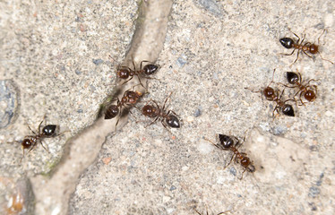 ants on the ground. close-up