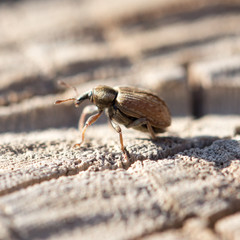 small beetle. macro