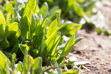 sorrel in the garden on the nature