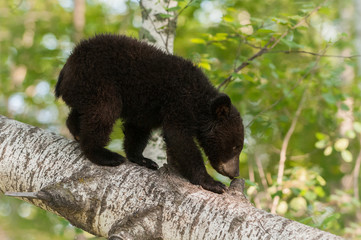 Young Black Bear (Ursus americanus) Sniffs Branch Stub