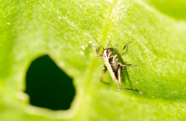 small grasshopper on a green leaf. close-up