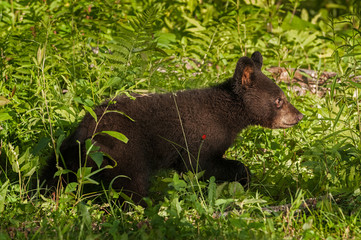 Fototapeta premium Young Black Bear (Ursus americanus) Runs Right Through Grass