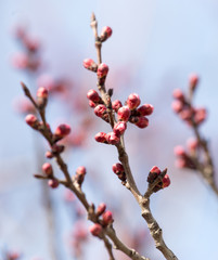 Fototapeta na wymiar swollen buds with flowers on a tree in spring