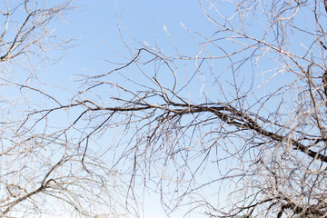 Fototapeta na wymiar bare tree branches against the sky
