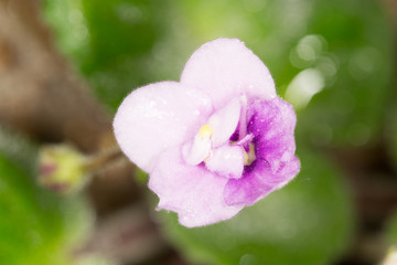 Fototapeta premium beautiful violet flower. macro