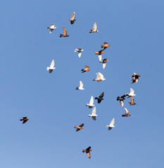 Dove in flight against blue sky