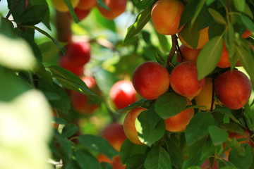 Branch of plum tree closeup