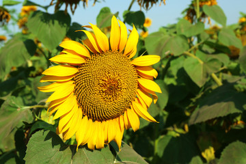 Beautiful sunflower, closeup
