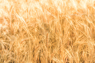 Ripe gold wheat