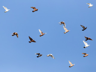 flock of pigeons on blue sky