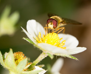 fly in nature. close-up