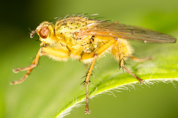 fly in nature. close-up