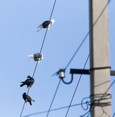 Obraz premium Dove in the wire electricity