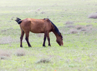 Fototapeta premium a horse in a pasture in nature