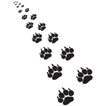 Footprints of a big cat