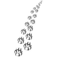 Naklejka premium Footprints of a big cat