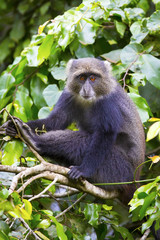 Blue monkey sitting in tree