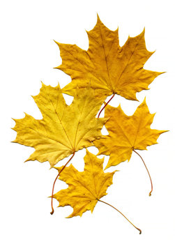Maple leaves.  Bright yellow maple leaves on a white background.