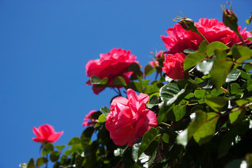  rose bushes