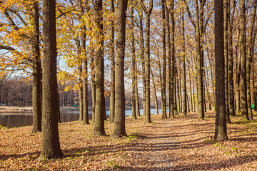 Obraz premium walking path in the lake side, autumn