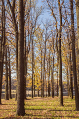 walking path in the lake side, autumn