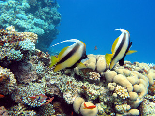 Fototapeta na wymiar coral reef with couple of bannerfishes at the bottom of tropical sea
