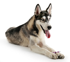 Beautiful huskies dog with toothbrush isolated on white
