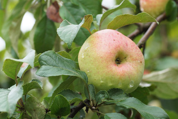Apple growing on a branch in the garden.