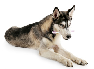 Beautiful huskies dog with toothbrush isolated on white