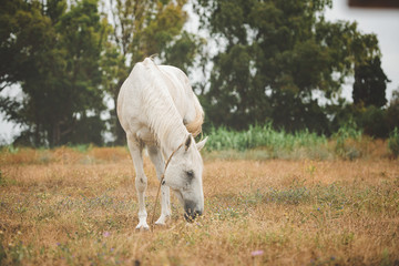 Obraz na płótnie Canvas White horse is pasturing on a grass field