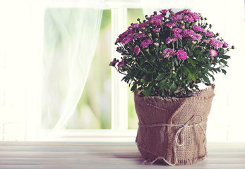 Beautiful purple chrysanthemum flowers on windowsill background