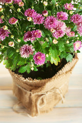 Beautiful purple chrysanthemum flowers, closeup