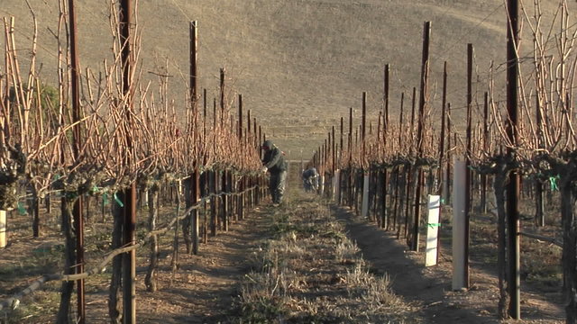 A move in on a field worker pruning dormant grape vines in a California vineyard.