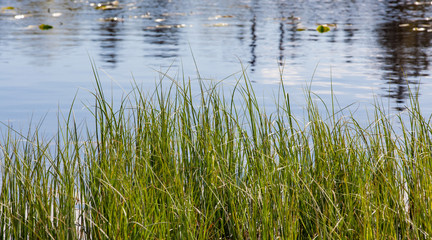 Lakeside