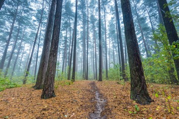 Fototapeta premium Beautiful autumnal forest landscape