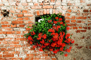 Red flowers © summit fever