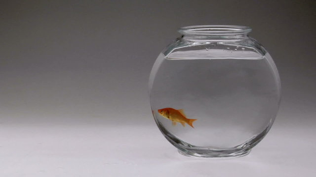 A goldfish is dropped into a fish bowl.