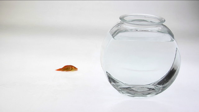 A goldfish flips on a white surface next to a fish bowl.