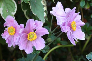 Fototapeta premium Anemone japonica