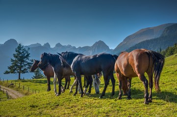 Fototapeta na wymiar Horses in the Alpine meadow Uskovnica