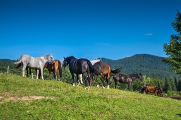 Horses in the Alpine meadow Uskovnica