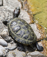 Turtle sunbathing