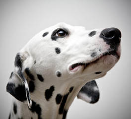 Dalmatian dog portrait