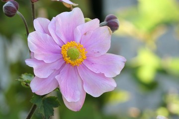 Anemone japonica
