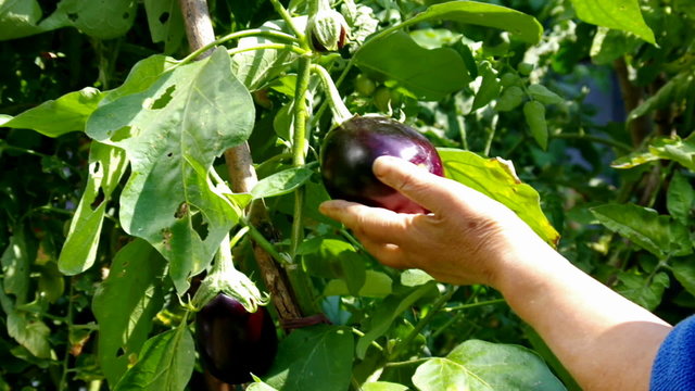 Woman Hands Harvesting an eggplant with pruner