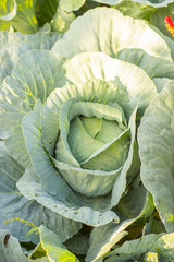 Obraz premium cabbage in the garden, large green leaves