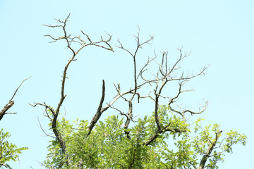 Dry branches on blue sky background