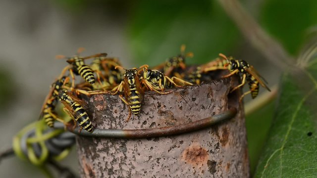 Several wasps gathering near their nest.