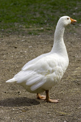 White goose guarding the farm